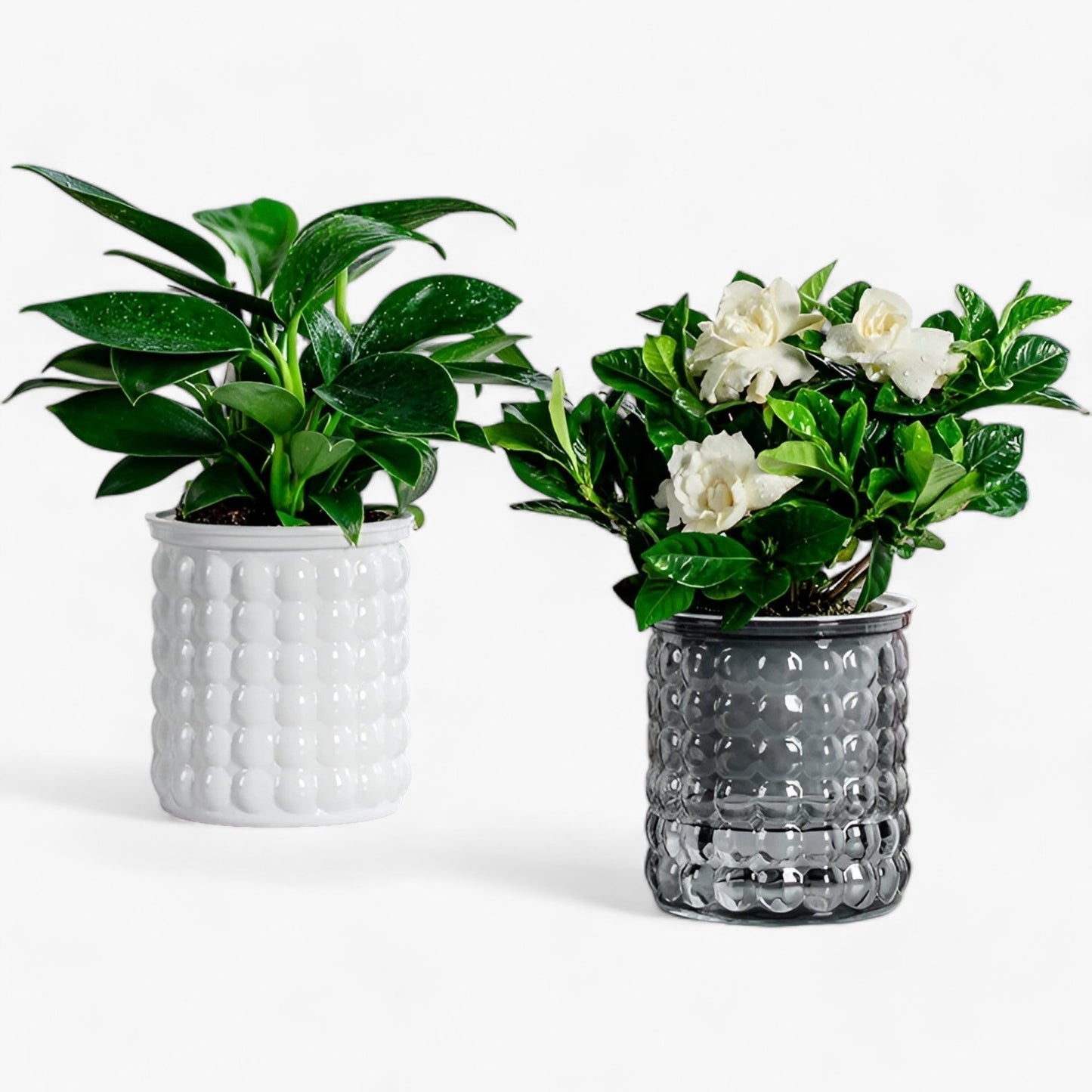 AquaTopf | Selbstbewässernder Blumentopf und Fischbehälter