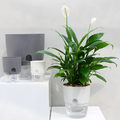 Selbstbewässernder Blumentopf